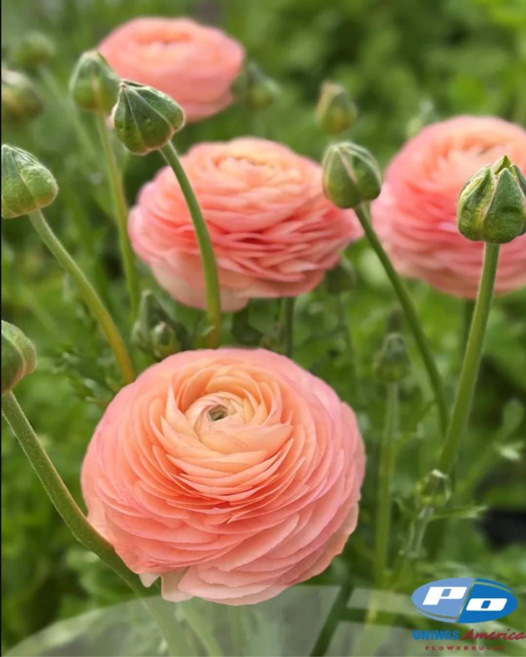 Ranunculus Italian Elegance Salmone®