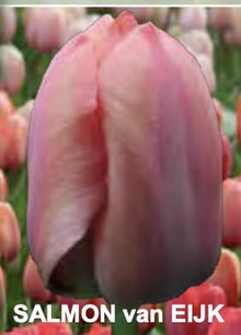Tulip 'Salmon Van Eijk'