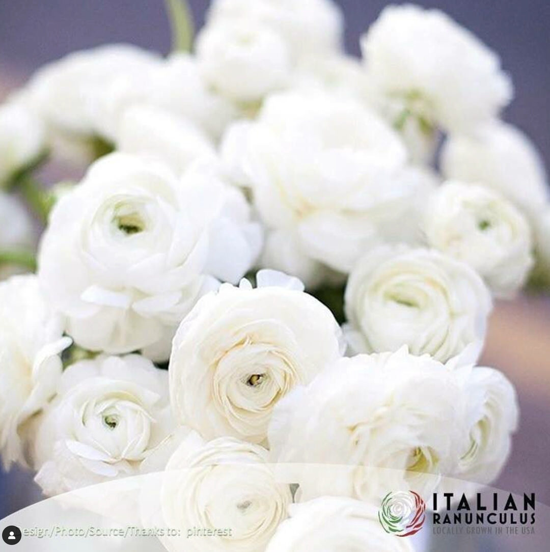 Ranunculus Italian Elegance Bianco®