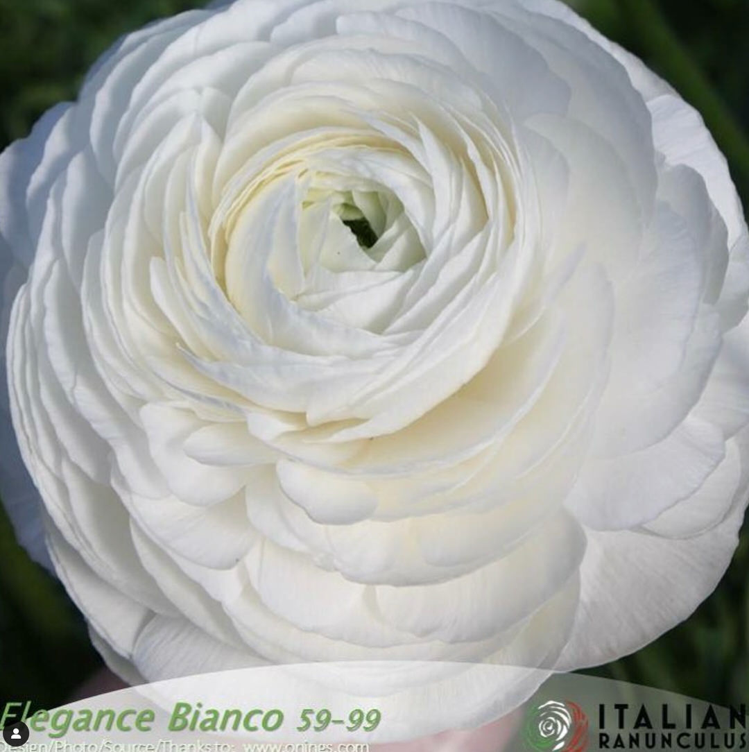 Ranunculus Italian Elegance Bianco®