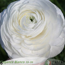 Ranunculus Italian Elegance Bianco®