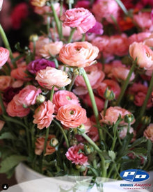 Ranunculus Italian Elegance Pastello®