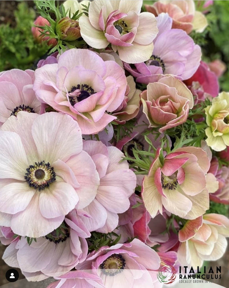 Anemone Italian Mistral Plus Rarity®