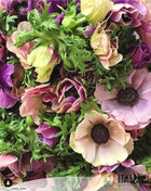 Anemone Italian Mistral Plus Rarity®