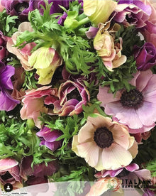 Anemone Italian Mistral Plus Rarity®