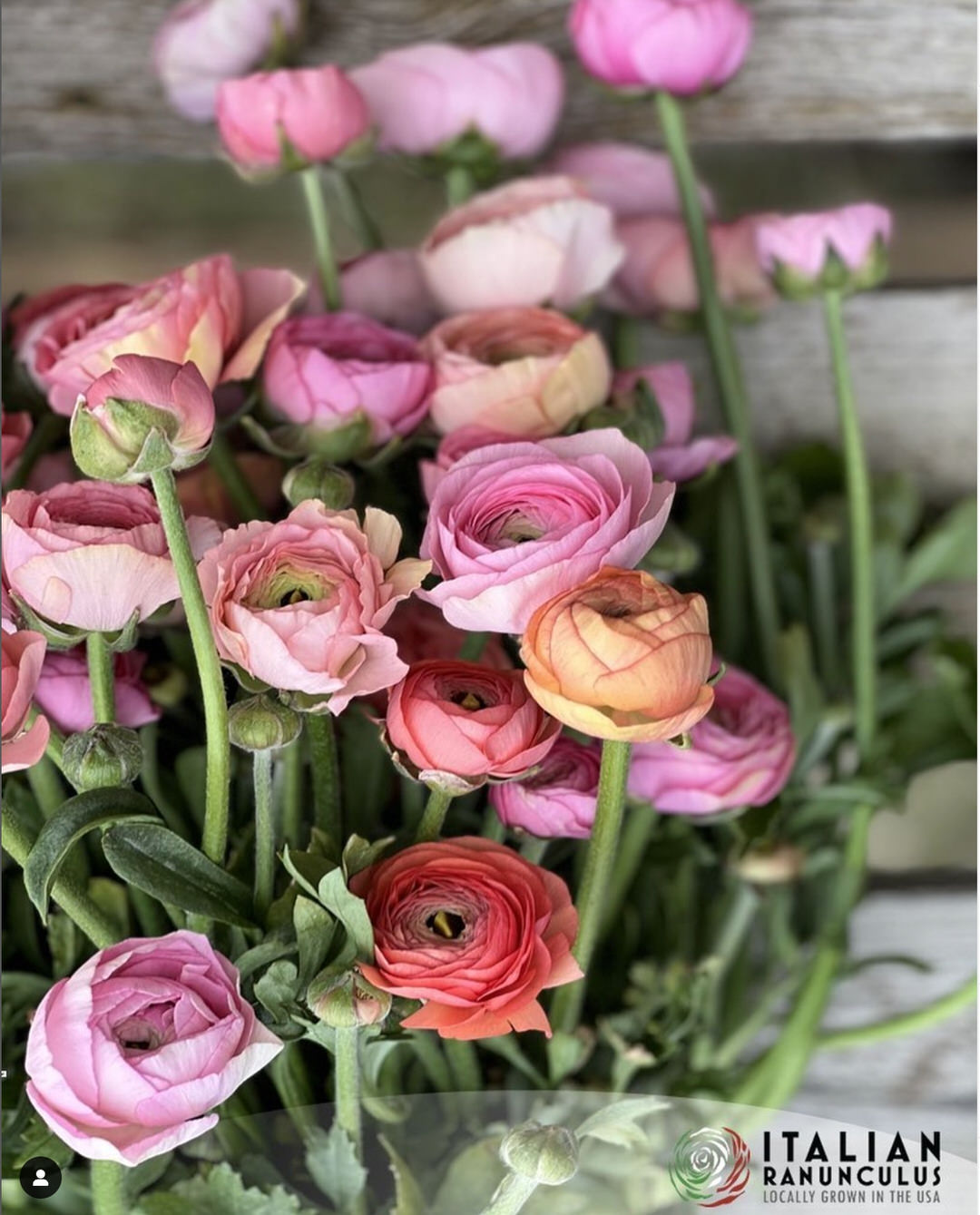 Ranunculus Italian Elegance Pastello®