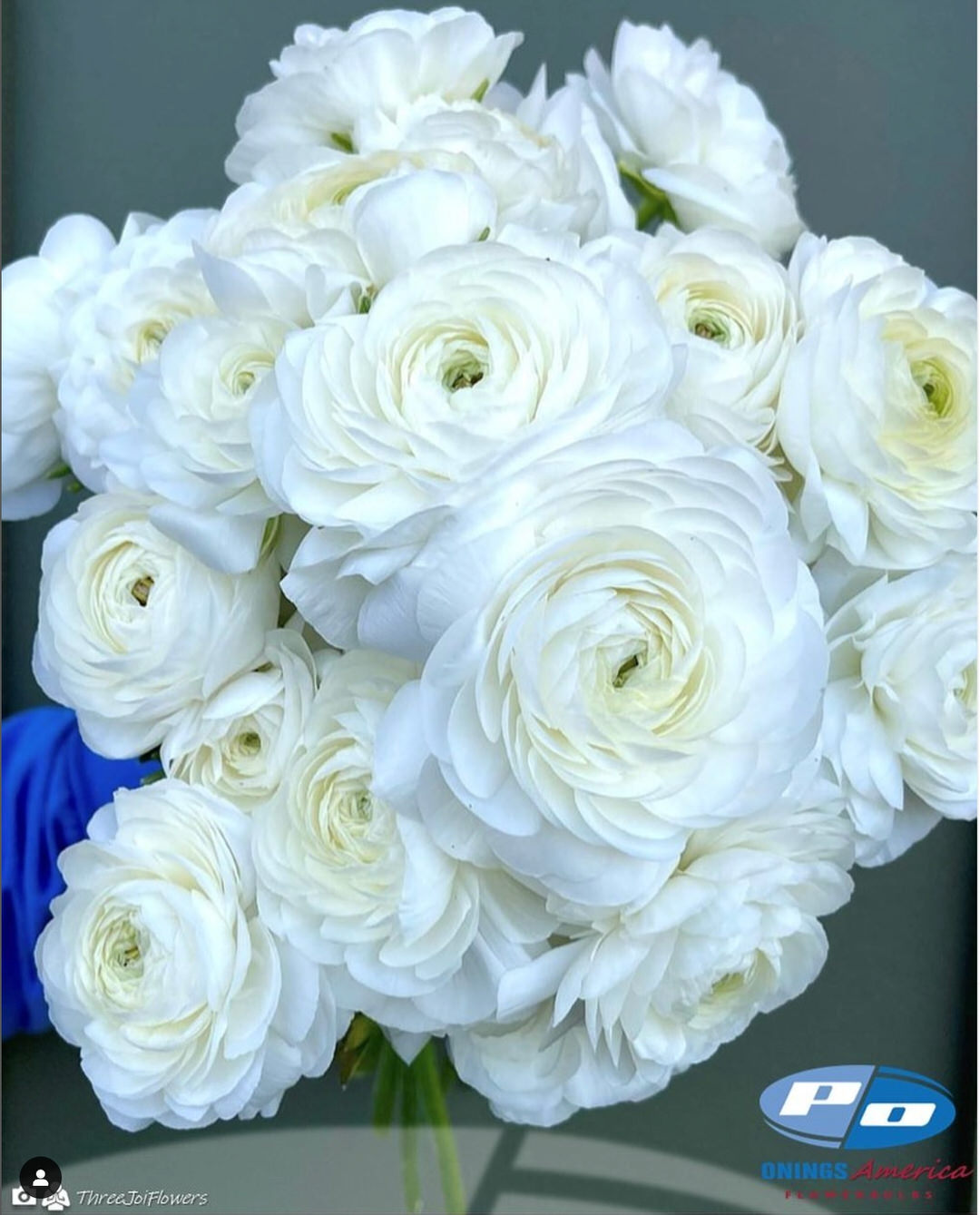 Ranunculus Italian Elegance Bianco®