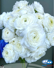 Ranunculus Italian Elegance Bianco®