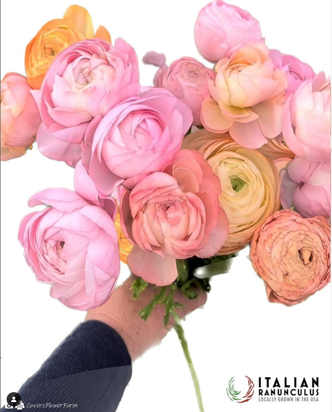 Ranunculus Italian Elegance Pastello®