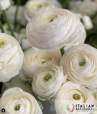 Ranunculus Italian Elegance Bianco®