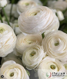 Ranunculus Italian Elegance Bianco®