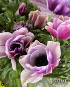 Anemone Italian Mistral Plus Rarity®