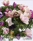 Anemone Italian Mistral Plus Rarity®