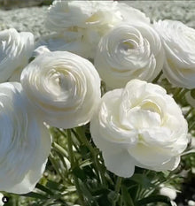 Ranunculus Italian Elegance Bianco®
