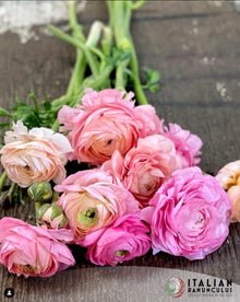 Ranunculus Italian Elegance Pastello®