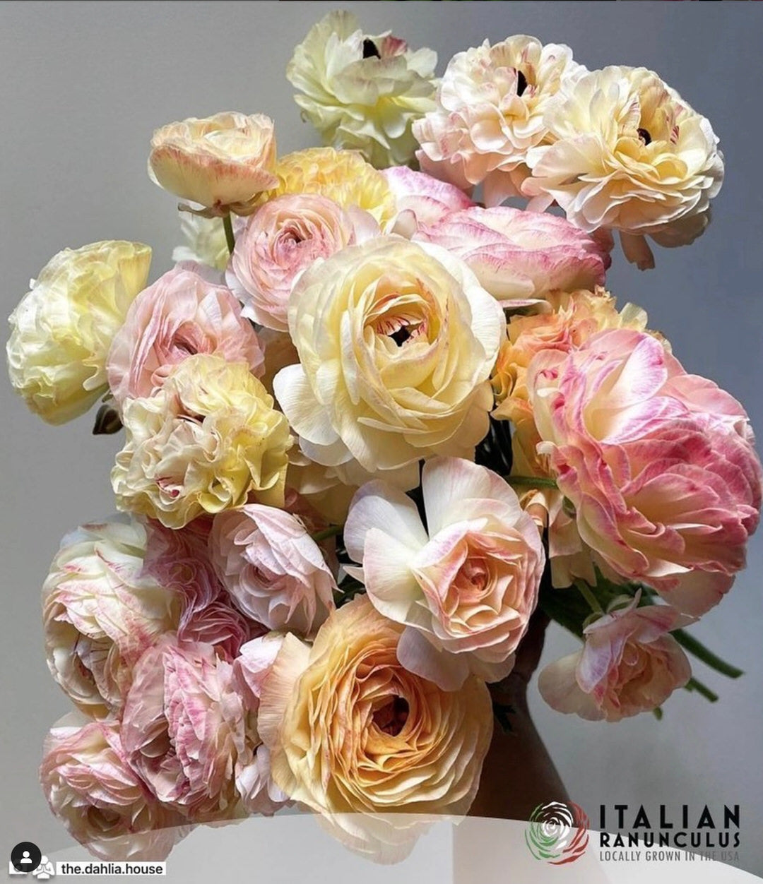 Ranunculus Italian Elegance Bianco Sfumato®