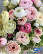 Ranunculus Italian Elegance Bianco Sfumato®
