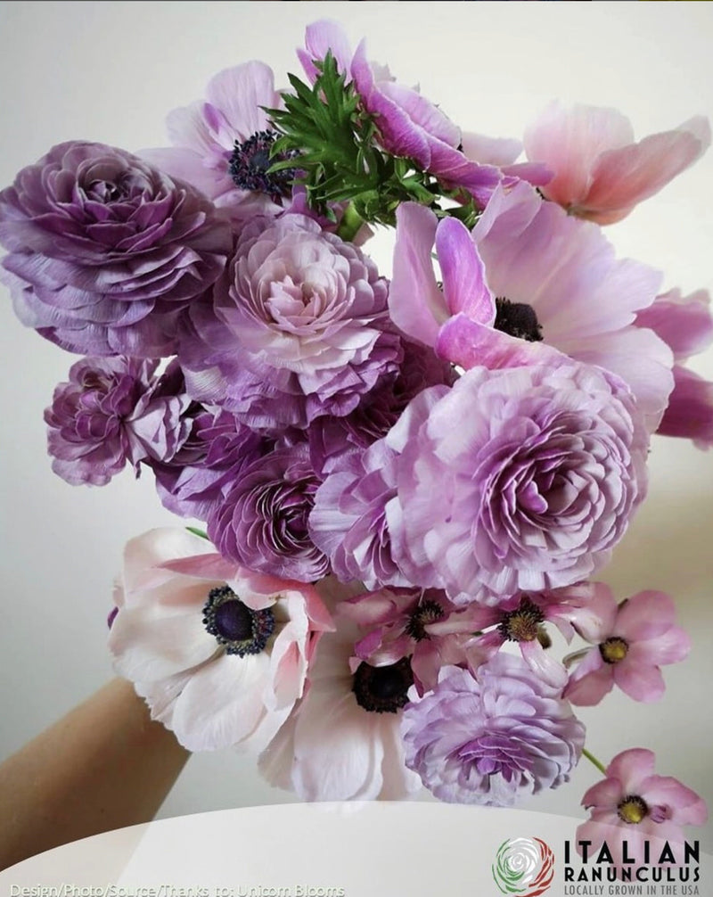 Ranunculus Italian Elegance Malva®