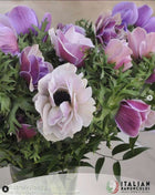 Anemone Italian Mistral Plus Rarity®