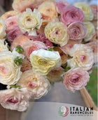 Ranunculus Italian Elegance Bianco Sfumato®