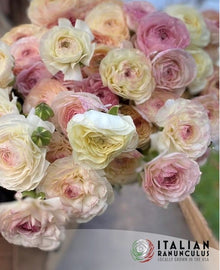 Ranunculus Italian Elegance Bianco Sfumato®