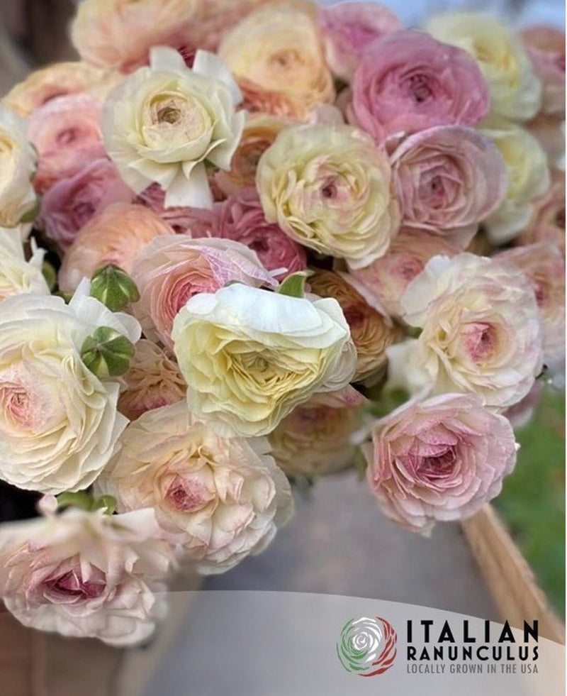 Ranunculus Italian Elegance Bianco Sfumato®