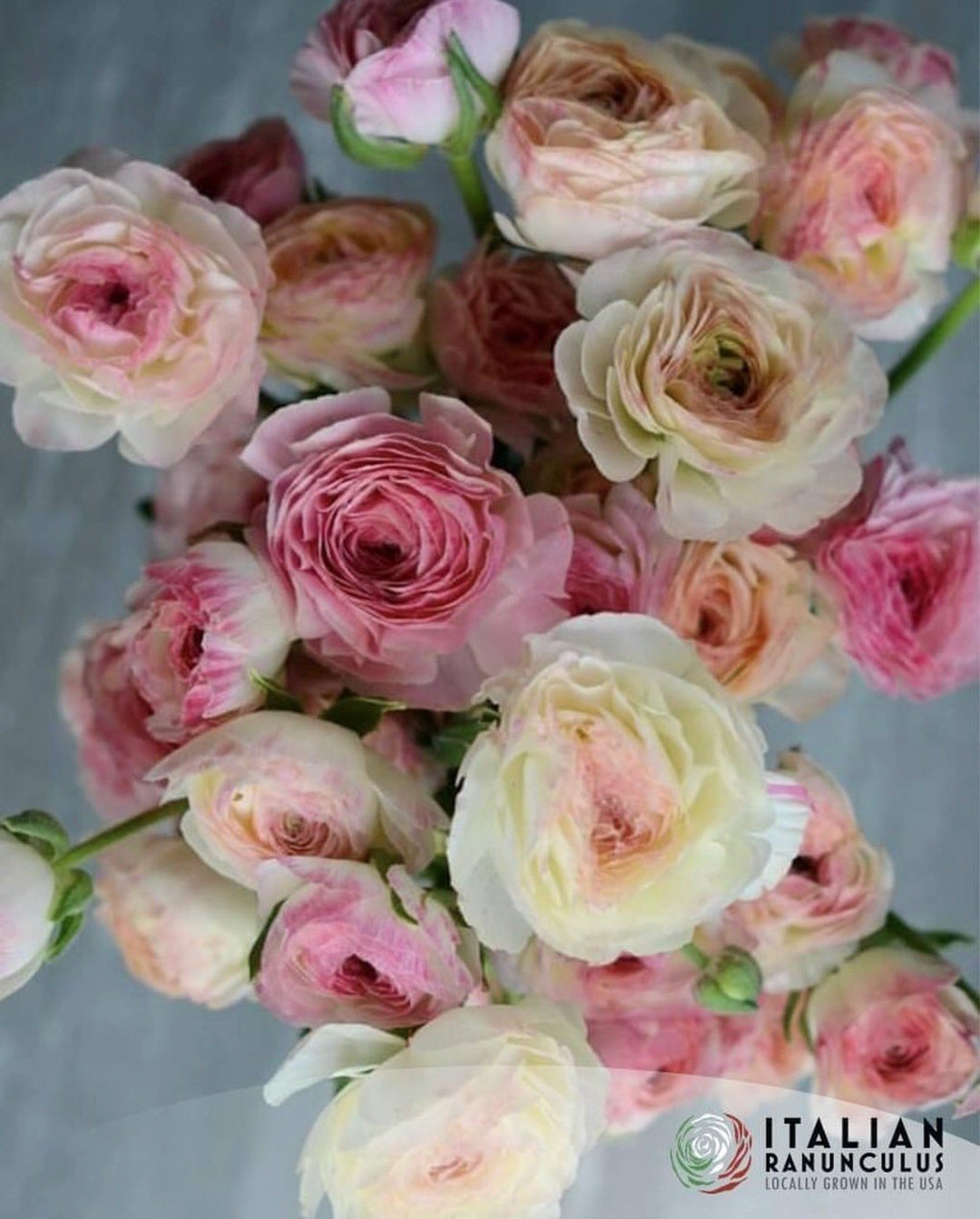 Ranunculus Italian Elegance Bianco Sfumato®
