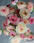 Ranunculus Italian Elegance Bianco Sfumato®