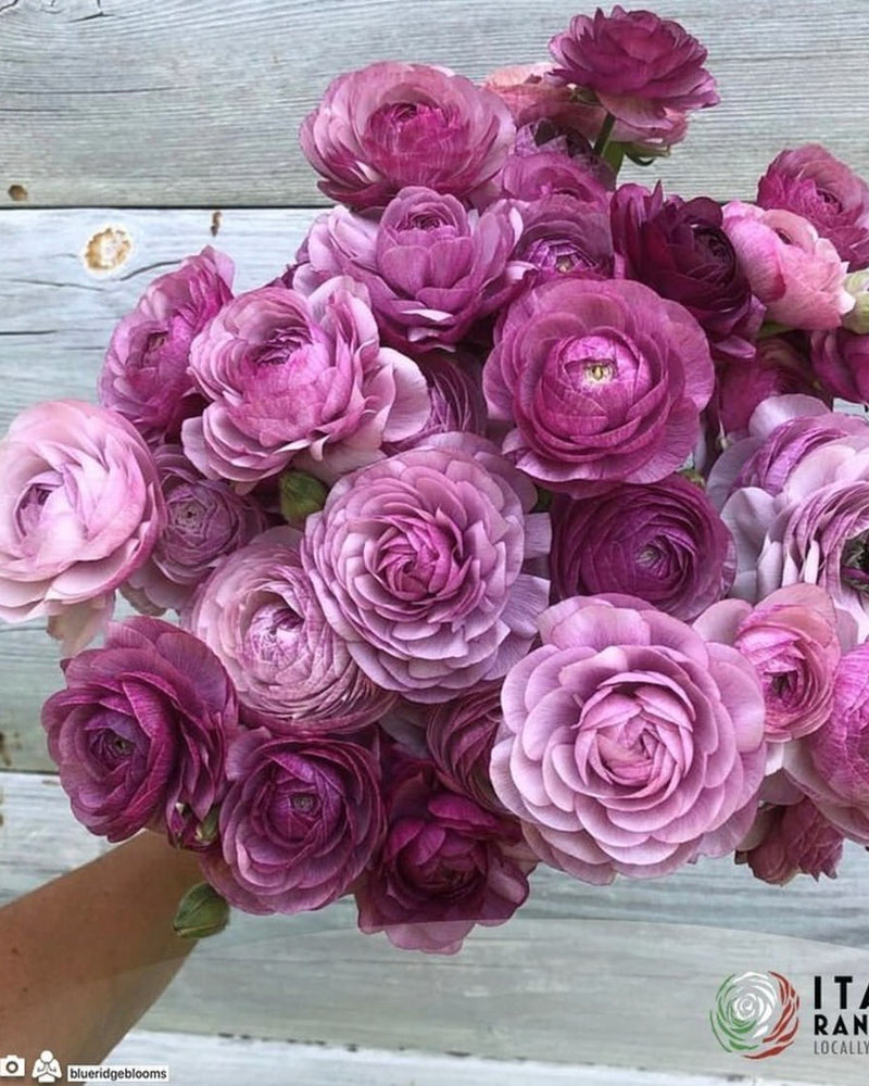 Ranunculus Italian Elegance Malva®