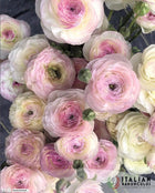Ranunculus Italian Elegance Bianco Sfumato®
