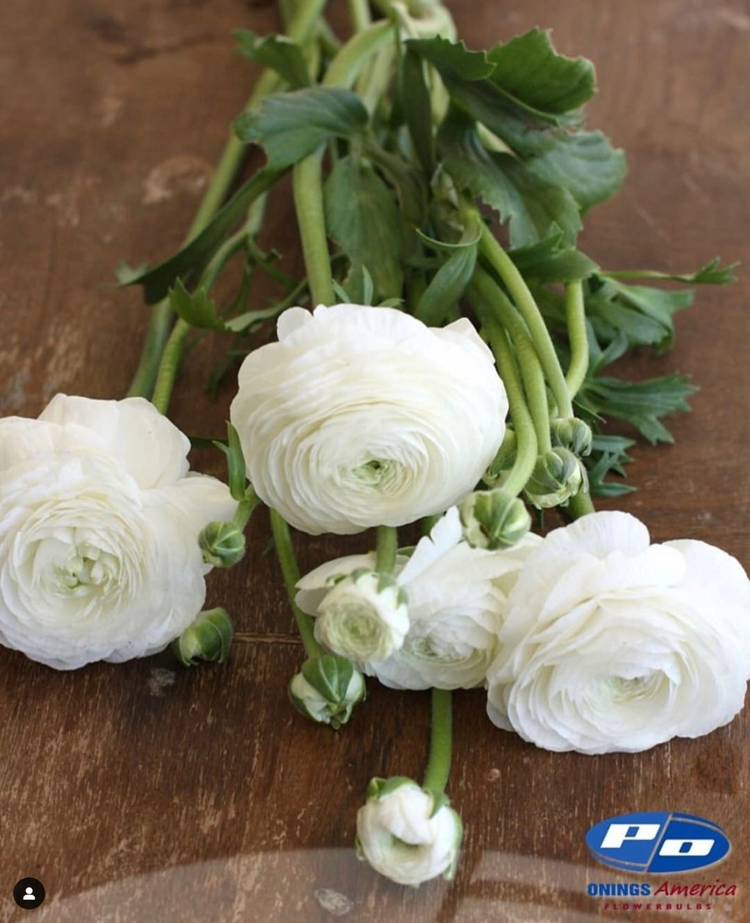 Ranunculus Italian Elegance Bianco®