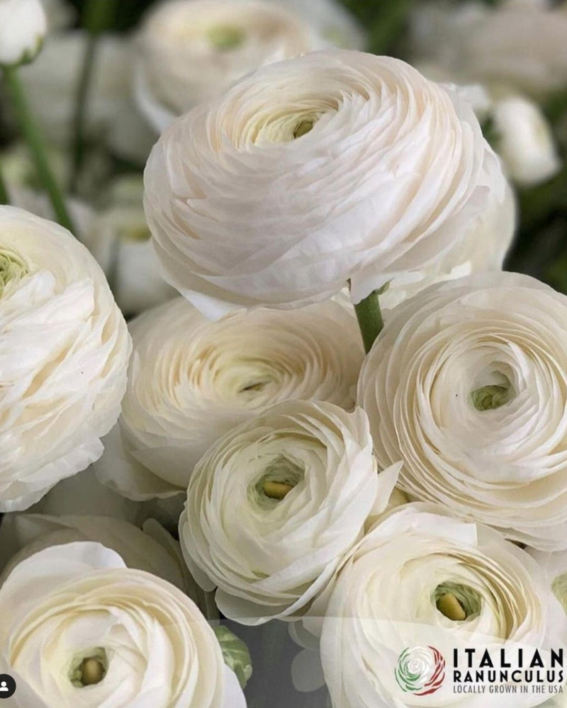 Ranunculus Italian Elegance Bianco®