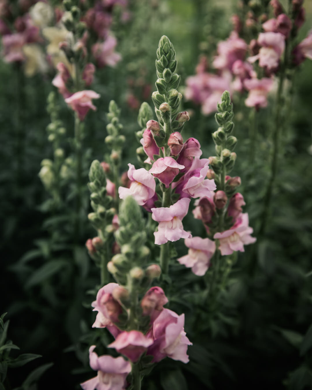 Snapdragon 'Potomac Lavender'