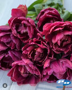 Tulip 'Alison Bradley'