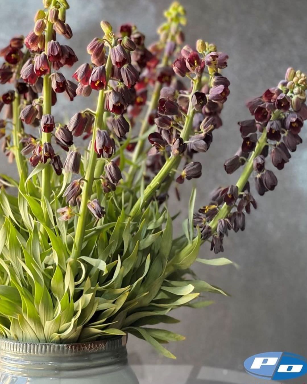 Fritillaria Persica