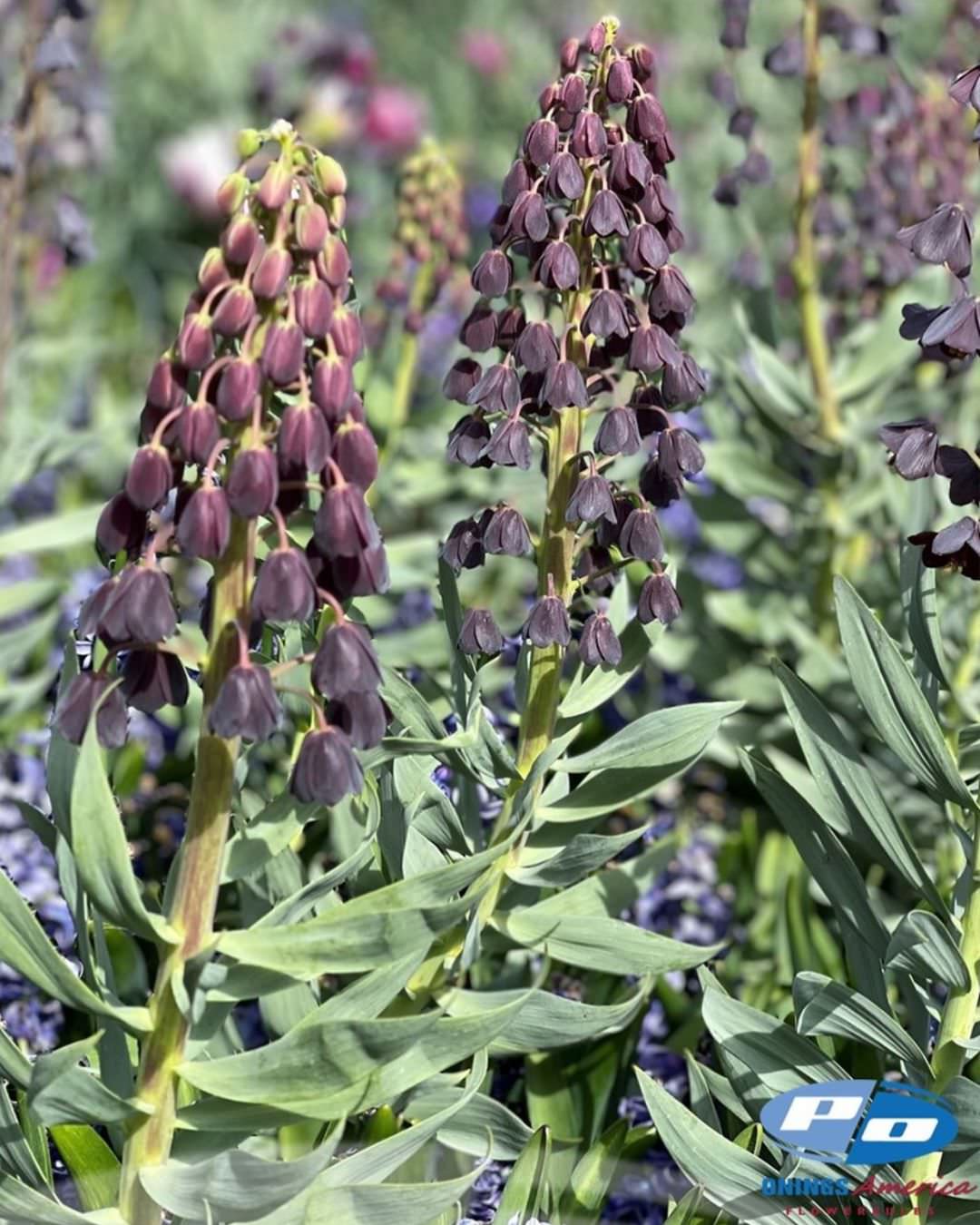 Fritillaria Persica