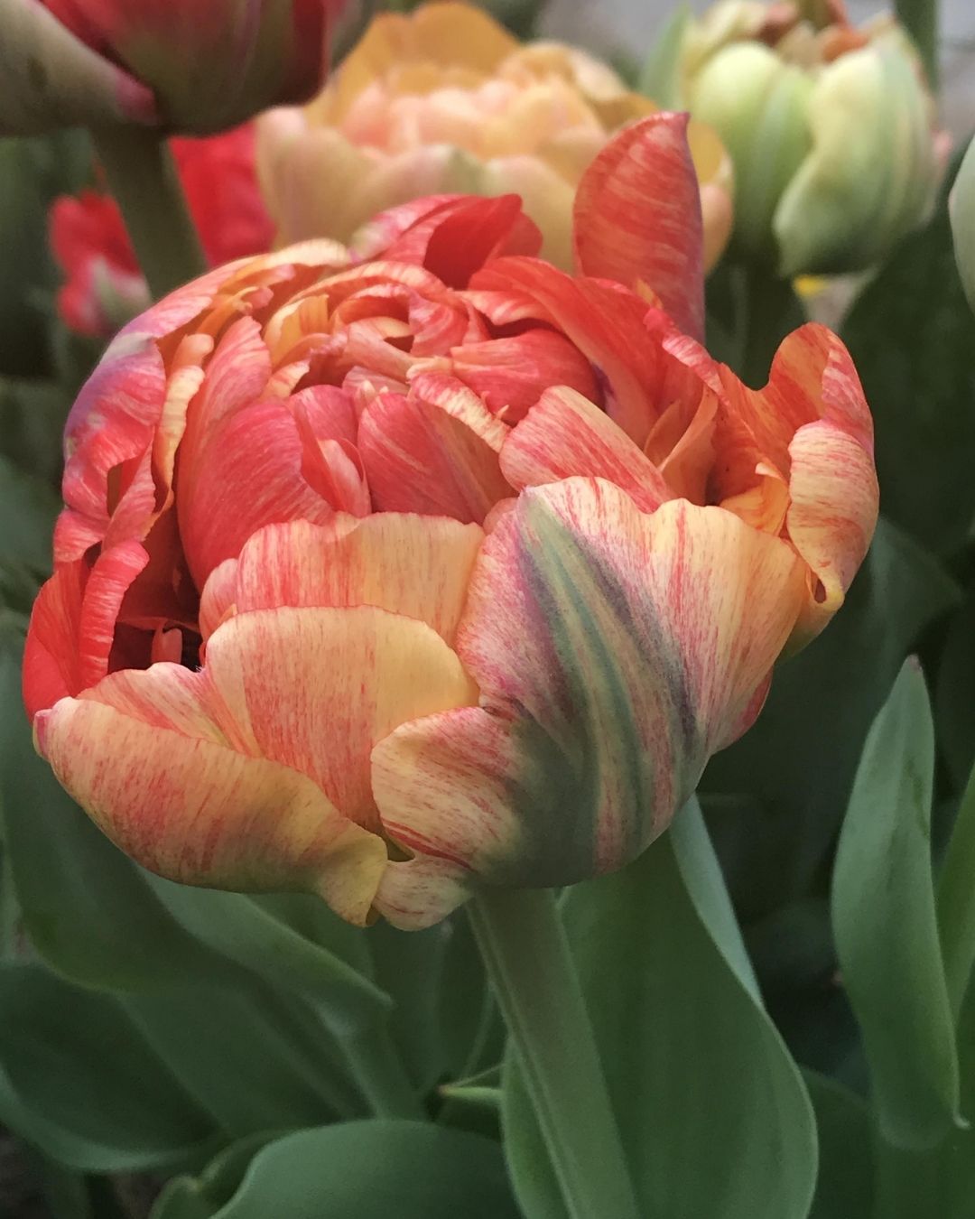 Tulip 'Gudoshnik Double'