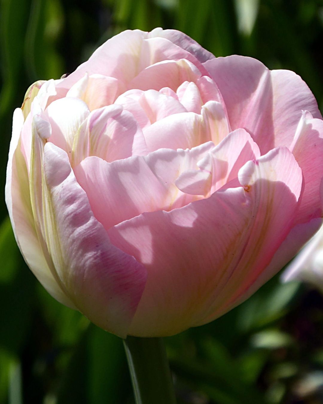 Tulip 'Finola'