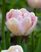 Tulip 'Finola'