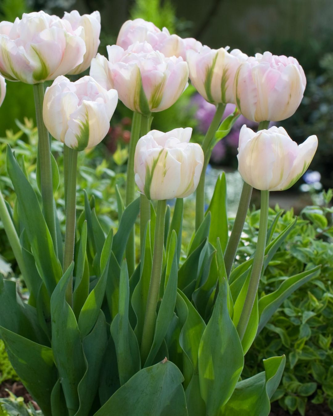 Tulip 'Finola'