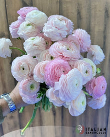 Ranunculus Italian Elegance Rosa Chiaro®