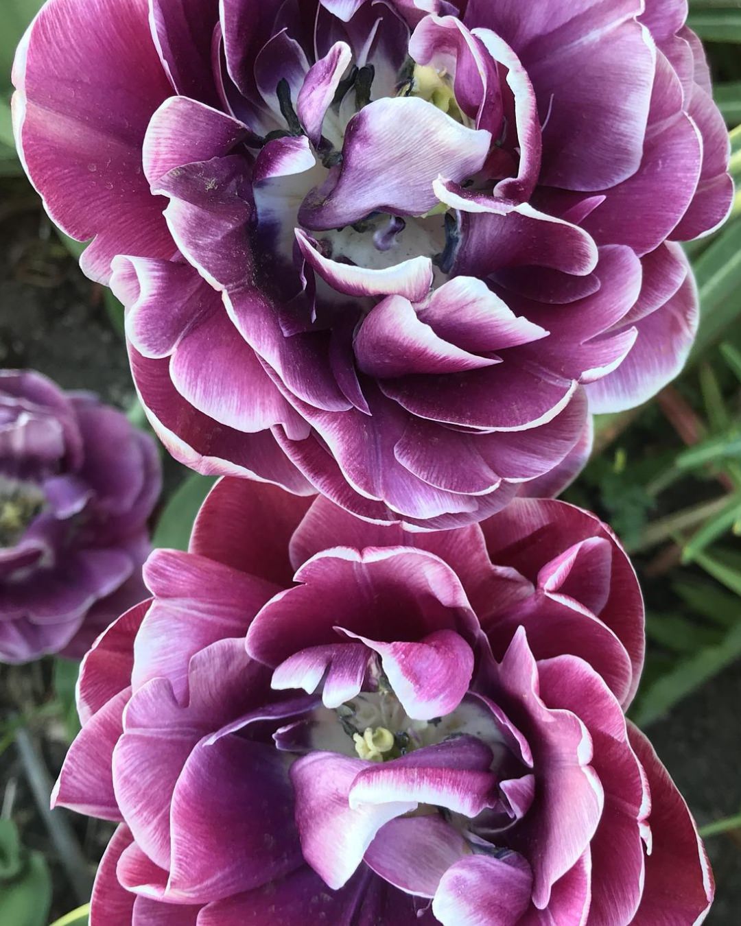 Tulip 'Dream Touch'