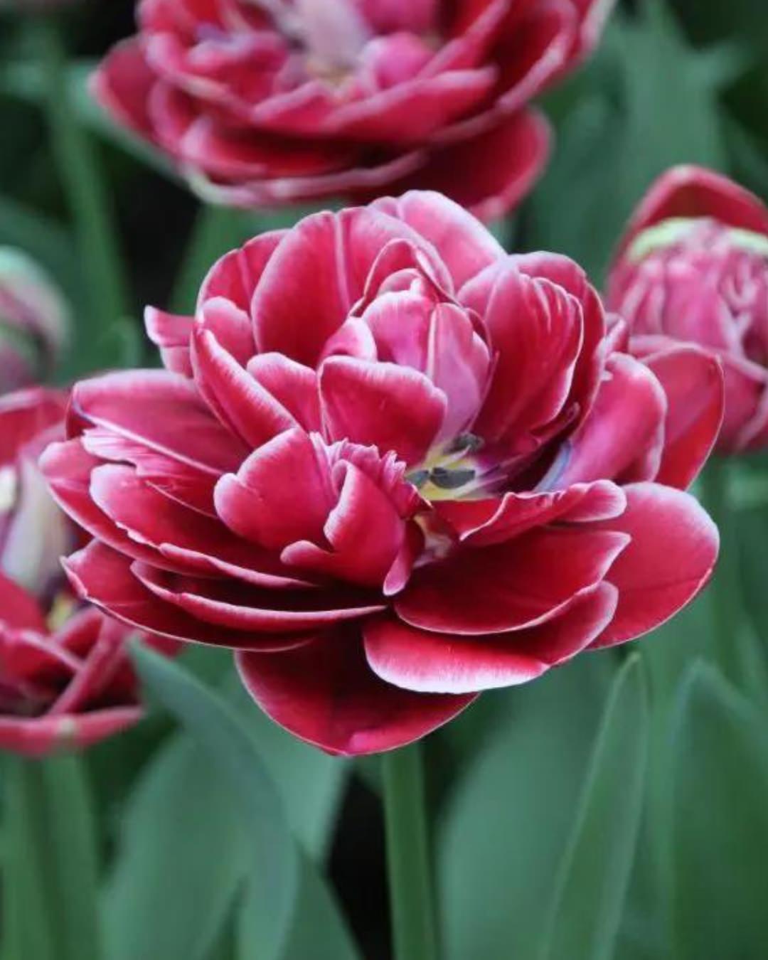 Tulip 'Dream Touch'