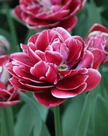 Tulip 'Dream Touch'