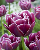 Tulip 'Dream Touch'