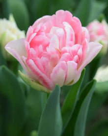 Tulip 'Foxtrot'