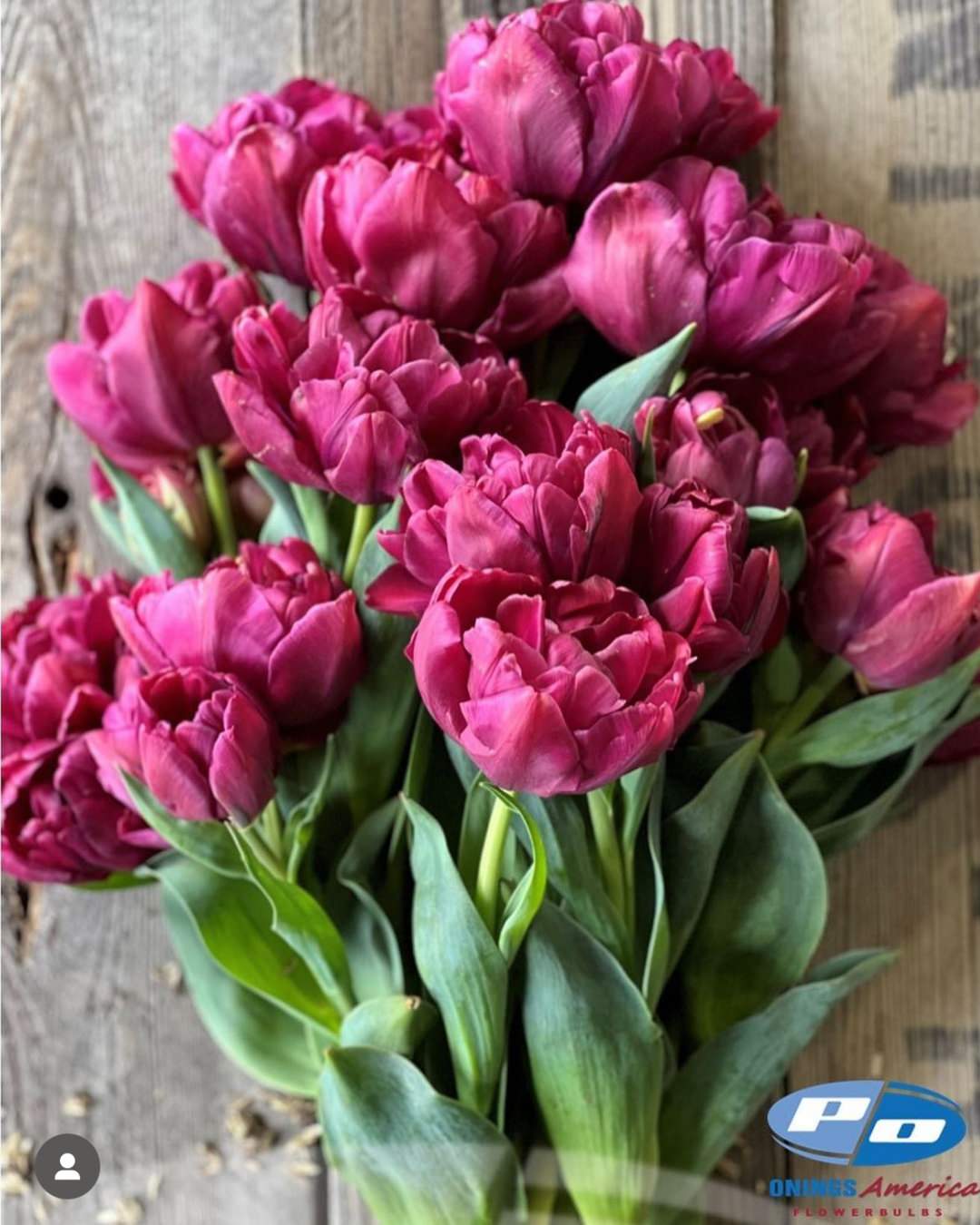Tulip 'Alison Bradley'