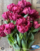 Tulip 'Alison Bradley'