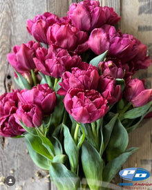 Tulip 'Alison Bradley'
