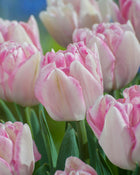 Tulip 'Foxtrot'